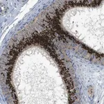 Merck Anti-QSOX2 antibody produced in rabbit