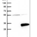 Merck Anti-CRYZL1 antibody produced in rabbit