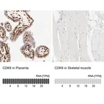Merck Anti-CDK6 antibody produced in rabbit