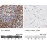 Merck Anti-CD2 antibody produced in rabbit