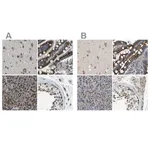 Merck Anti-ZFPL1 antibody produced in rabbit