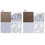 Merck Anti-MAPRE2 antibody produced in rabbit
