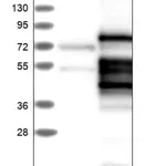 Merck Anti-MELK antibody produced in rabbit