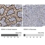 Merck Anti-DDX41 antibody produced in rabbit
