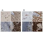 Merck Anti-SSR1 antibody produced in rabbit