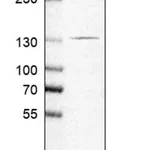 Merck Anti-RAB21 antibody produced in rabbit
