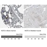 Merck Anti-NCF2 antibody produced in rabbit