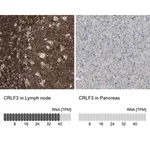 Merck Anti-CRLF3 antibody produced in rabbit