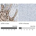 Merck Anti-LETM1 antibody produced in rabbit