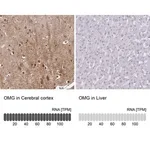 Merck Anti-OMG antibody produced in rabbit