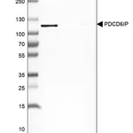 Merck Anti-PDCD6IP antibody produced in rabbit