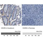 Merck Anti-CDHR2 antibody produced in rabbit