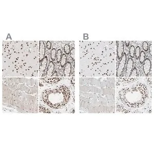Merck Anti-FAM98B antibody produced in rabbit