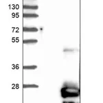 Merck Anti-TMEM125 antibody produced in rabbit