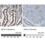 Merck Anti-GSTK1 antibody produced in rabbit