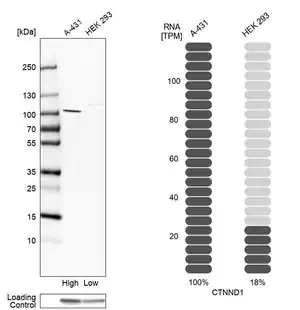 Merck Anti-CTNND1 antibody produced in rabbit