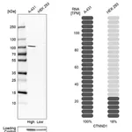 Merck Anti-CTNND1 antibody produced in rabbit