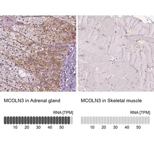 Merck Anti-MCOLN3 antibody produced in rabbit