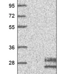 Merck Anti-FGF4 antibody produced in rabbit