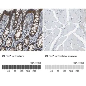Merck Anti-CLDN7 antibody produced in rabbit