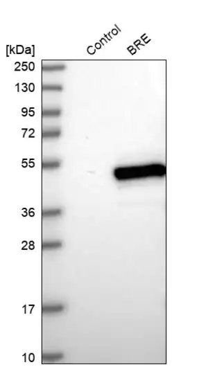 Merck Anti-BRE antibody produced in rabbit