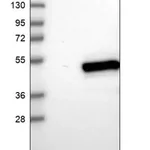Merck Anti-BRE antibody produced in rabbit