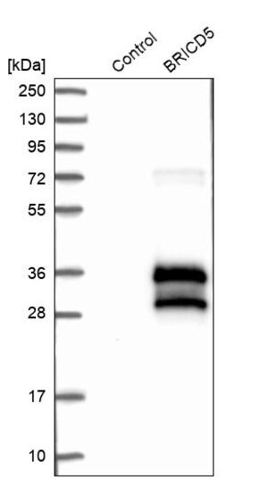 Merck Anti-BRICD5 antibody produced in rabbit