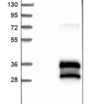 Merck Anti-BRICD5 antibody produced in rabbit