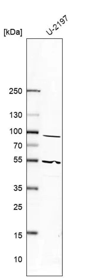 Merck Anti-PTGIS antibody produced in rabbit