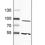 Merck Anti-PTGIS antibody produced in rabbit