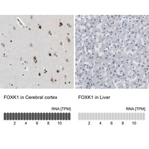 Merck Anti-FOXK1 antibody produced in rabbit