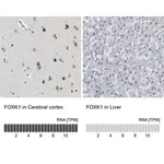 Merck Anti-FOXK1 antibody produced in rabbit