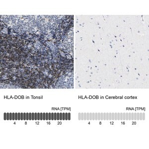 Merck Anti-HLA-DOB antibody produced in rabbit