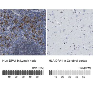 Merck Anti-HLA-DPA1 antibody produced in rabbit