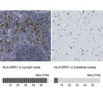 Merck Anti-HLA-DPA1 antibody produced in rabbit