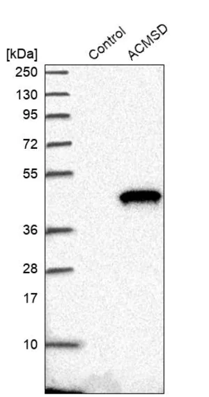 Merck Anti-ACMSD antibody produced in rabbit
