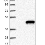 Merck Anti-ACMSD antibody produced in rabbit
