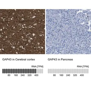 Merck Anti-GAP43 antibody produced in rabbit