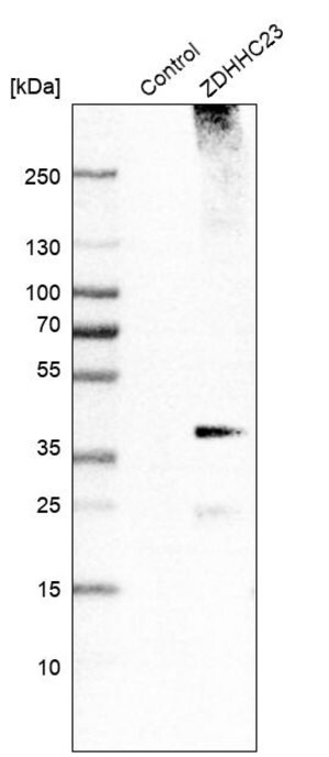 Merck Anti-ZDHHC23 antibody produced in rabbit