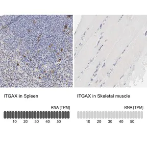 Merck Anti-ITGAX antibody produced in rabbit