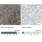 Merck Anti-FEN1 antibody produced in rabbit