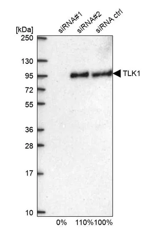Merck Anti-TLK1 antibody produced in rabbit