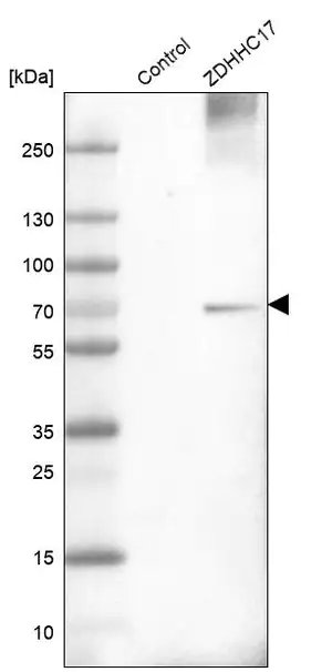 Merck Anti-ZDHHC17 antibody produced in rabbit