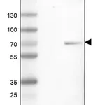 Merck Anti-ZDHHC17 antibody produced in rabbit