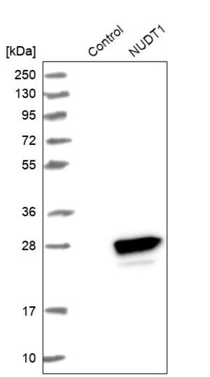 Merck Anti-NUDT1 antibody produced in rabbit