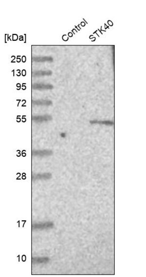 Merck Anti-STK40 antibody produced in rabbit
