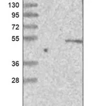 Merck Anti-STK40 antibody produced in rabbit