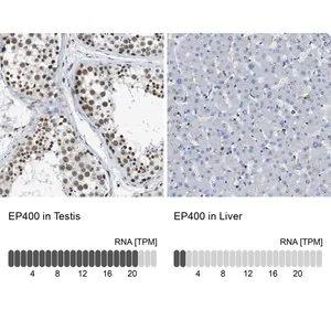 Merck Anti-EP400 antibody produced in rabbit