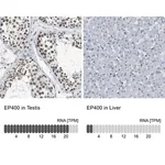Merck Anti-EP400 antibody produced in rabbit