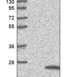 Merck Anti-TMEM159 antibody produced in rabbit